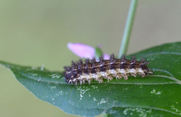 Texan Crescent caterpillar